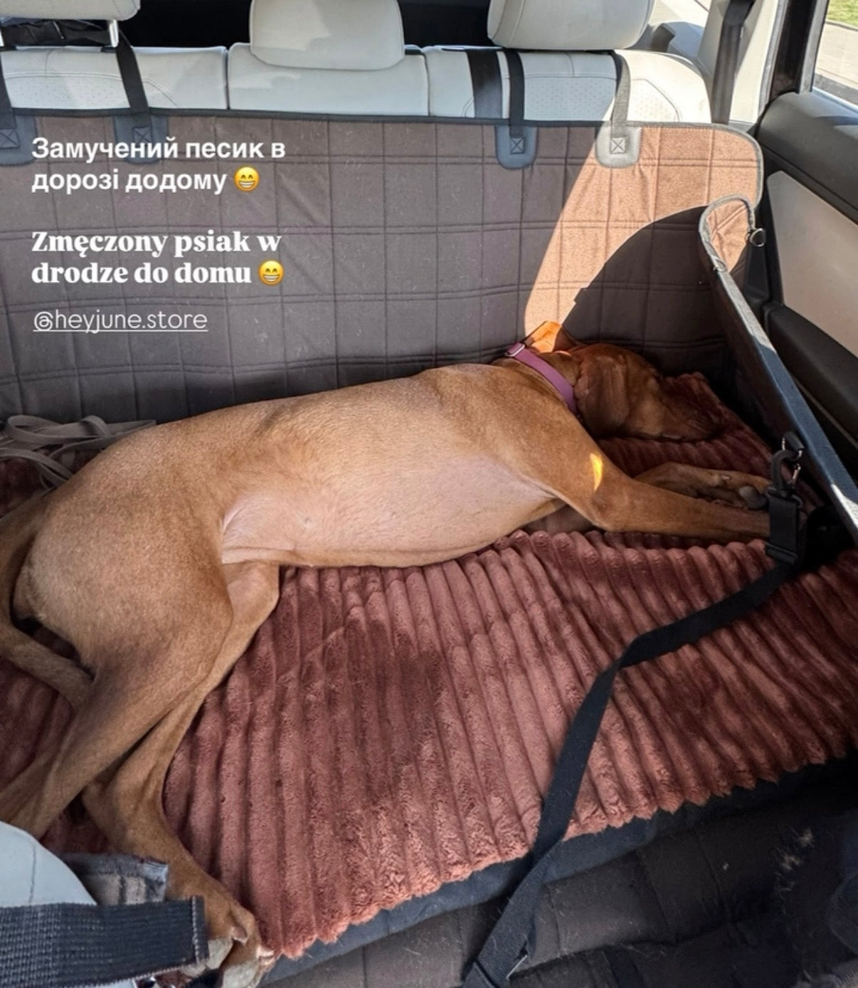 Велика собака спить у коричневому автогамаку HeyJune під час поїздки